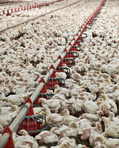 Agriculture & Livestock
