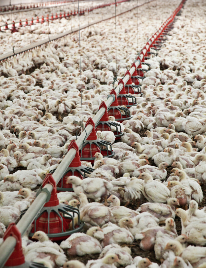Agriculture & Livestock
